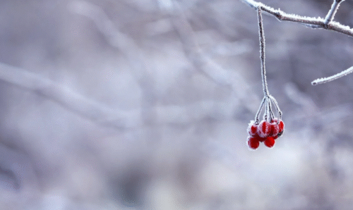 5 Tips for Winterizing Trenchers